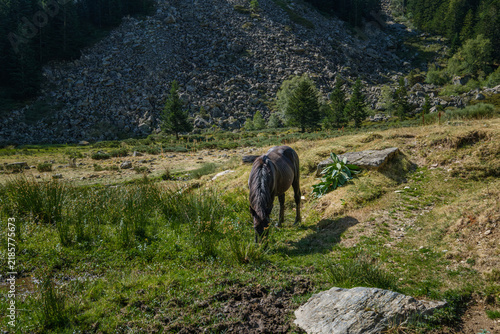 Fotografie Black Horse Grazing in Mountain Meadow with Rocky Slope, Wild Grass, Sunny Natur