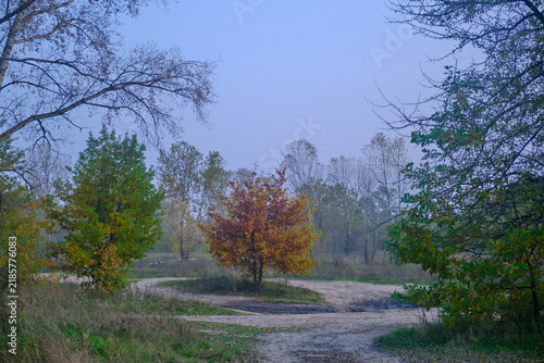 beautiful trees in the nature