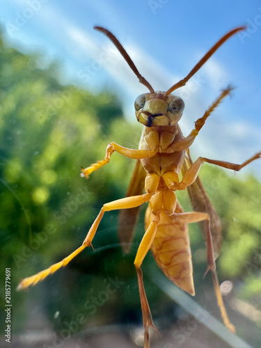 Orange Wasp Clings To Glass In Close Up, Facing Camera With Raised Antennae And Detailed Body Against Blurred Green Garden Bokeh And Blue Sky In Soft Natural, With Wasp, Insect, Macro, Closeup Detail