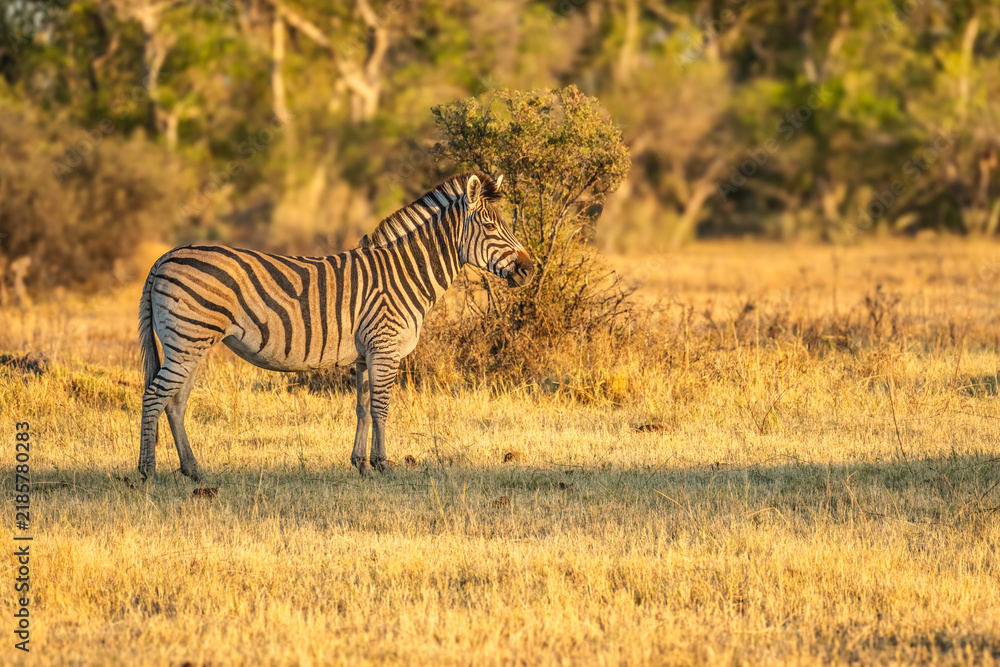 Obraz premium Zebras grazing in groups at sunset in Mara triangle during migration season