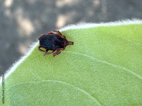Tick Crawling on a Fuzzy Green Leaf in Natural Light, Macro Close-Up. Concept of tick-borne diseases, parasites, outdoor hazards and garden pests