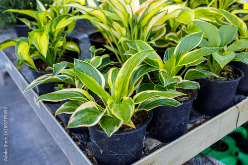 Variegated hosta plants in black pots at garden nursery, potted ornamental foliage plants with green and yellow leaves displayed on wooden tray for sale