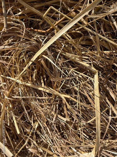 Fotografie texture of hay
