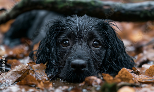 Sad cocker spaniel dog outside on rainy autumn day