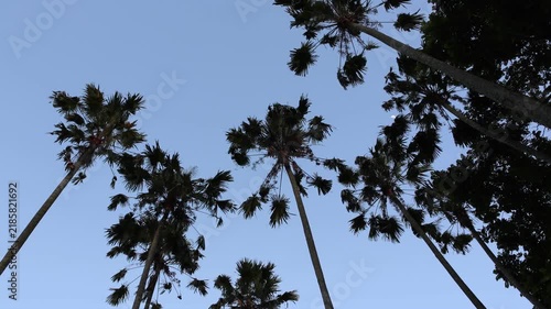Tall palm trees stand against a clear blue sky. Leaves sway gently in the breeze. Silhouettes create a peaceful tropical scene. Ideal for travel, vacation, or beach imagery