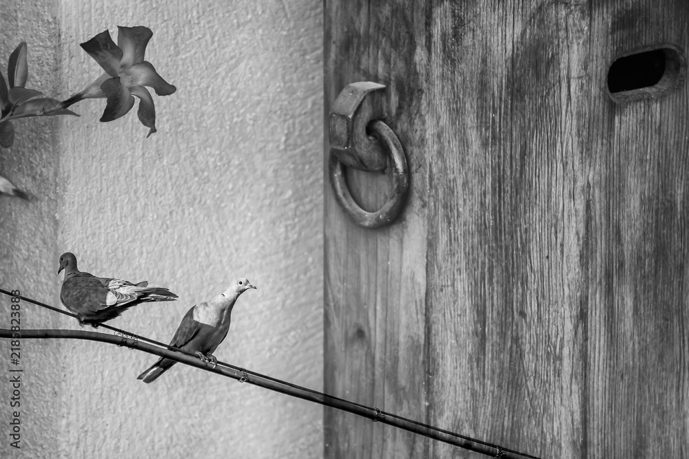 Obraz premium Two turtledoves perched on an electric wire are placed in a fantasy context through a double exposure, in black and white