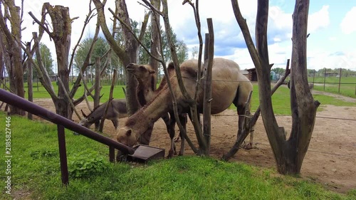 Two camels are eating from a feeding area surrounded by trees. The setting is an open space with a fence in the background. The camels are seen interacting with the environment while grazing on food. 