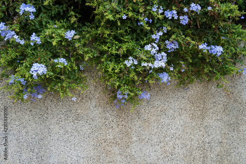 Cuadro en lienzo Plumbago auriculata blooms in summer