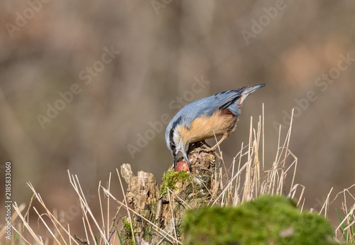 Foto Eurasian nuthatch (Sitta europaea)