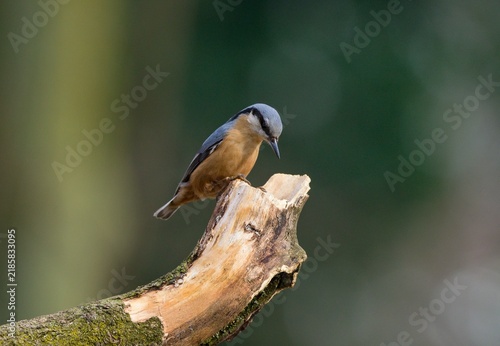 Fotografie Eurasian nuthatch (Sitta europaea)