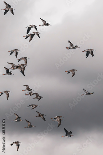 Flock of spotted redshank (Tringa erythropus) in flight.