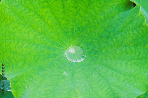 Quadro su tela Clear Water Droplet on Green Lotus Leaf with Radiating Natural Veins