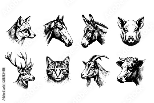 Antique animal head sketches grid featuring detailed hand drawn farm wildlife