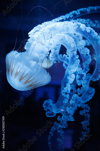 Canvastavla Compass jellyfish Chrysaora hysoscella swims underwater, showing brown bell markings, long tentacles and frilled oral arms