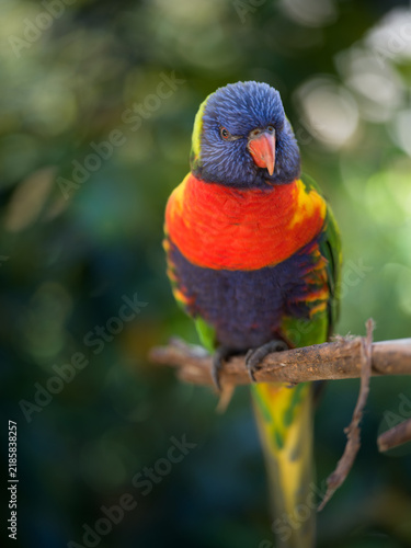 Konstfotografi Rainbow lorikeet (Trichoglossus moluccanus) perched on branch, vivid plumage, Au