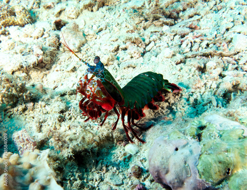 A Peacock mantis shrimp walking on rocks Boracay Island Philippines