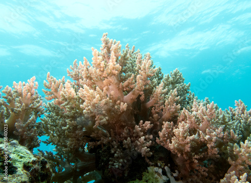 Lemnalia soft coral in a shallow reef Boracay Island Philippines