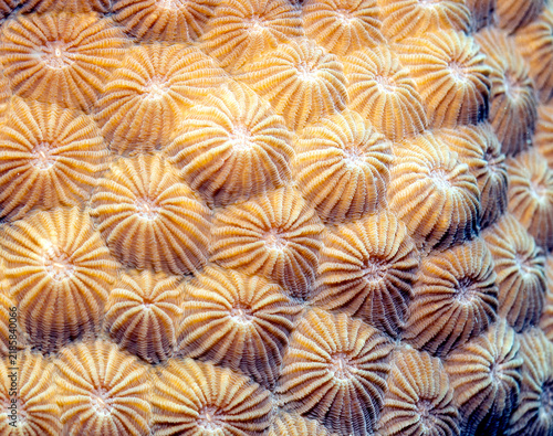 Close up image of Diploastrea heliopora coral Boracay Island Philippines