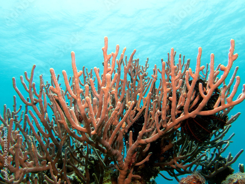 Rumphella Aggregata coral in a shallow reef Boracay Island Philippines
