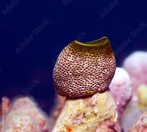 A Robust sea squirt in a shallow reef Boracay Island Philippines