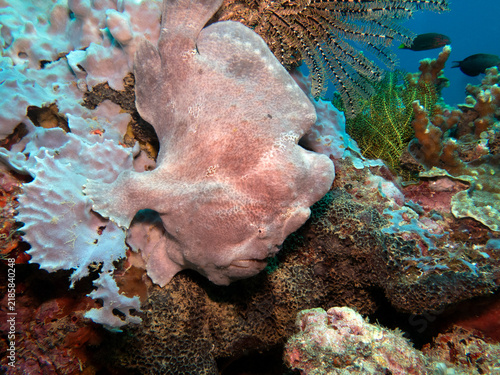 A Grey Frogfish camouflaged on corals Boracay Island Philippines