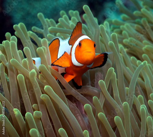 A False clown anemonefish Boracay Island Philippines