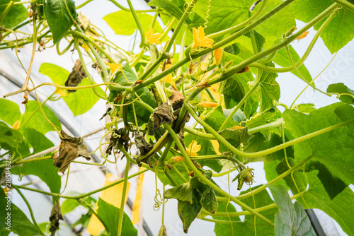 Cucumber plant with wilted leaves and pest damage in greenhouse  