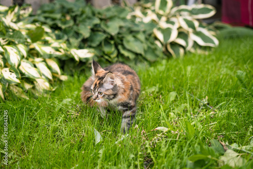 Quadro su tela Calico kitten crouching in lush grass among variegated hosta plants