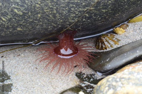 Foto Actinia equina, sea anemone and shells, beachcombing, Hebrides, Scotland, UK