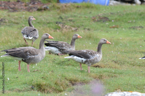 Obraz na plátne Greylag Geese, Anser anser, Goose, Anser , Outer Hebrides, Scotland, UK