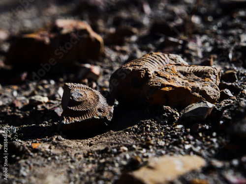 Cuadro en lienzo Fossilized ammonite shell fragments embedded in rocky ground on the Annapurna Ci