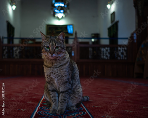 Bild auf Leinwand A tabby cat sitting in the center of a traditional mosque interior on a colorful prayer rug