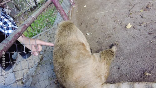 Close-up of an adult raccoon resting on sandy ground inside its habitat. The animal is lying down with its head raised, looking to the right side of the frame. Its distinctive black mask around 