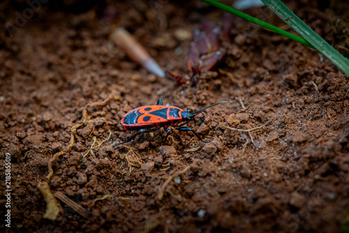 Colorful small firebug resting on dry soil, captured in a close-up view of the natural ground environment.