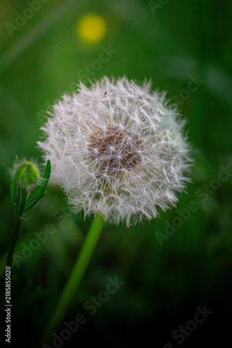 Close-up of a white dandelion seed head against a soft green natural background.