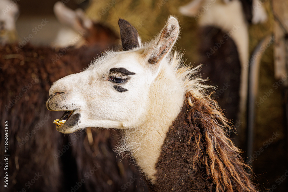 Fototapeta premium Llama