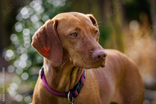 Obraz na płótnie Magyar Vizsla