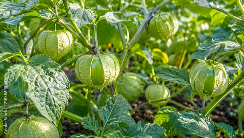 Green tomatillos growing in papery husks on branches with leaves in garden