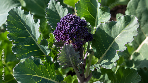 Purple sprouting broccoli head growing on a plant branch surrounded by large green leaves in garden