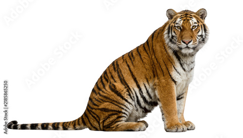 Foto Majestic Bengal tiger with orange and black stripes, sitting calmly isolated on
