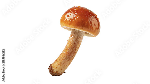 Cuadro en lienzo Fresh wild forest porcini mushroom with thick stem isolated on transparent backg