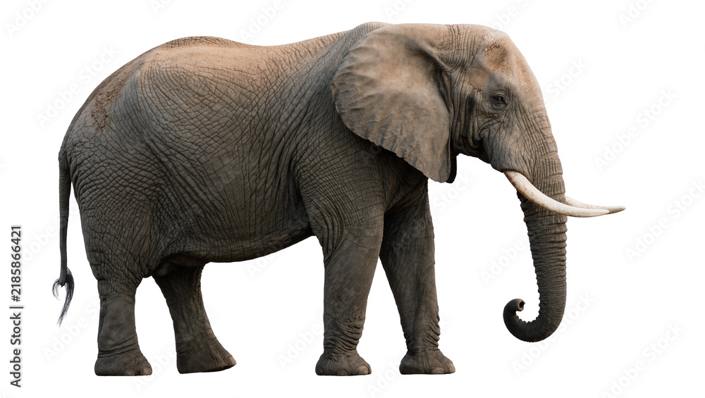 Fototapeta premium African elephant with large tusks and wrinkled grey skin, isolated on transparent background