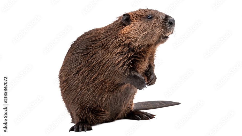 Fototapeta premium Wild brown North American beaver sitting on its hind legs isolated on transparent background