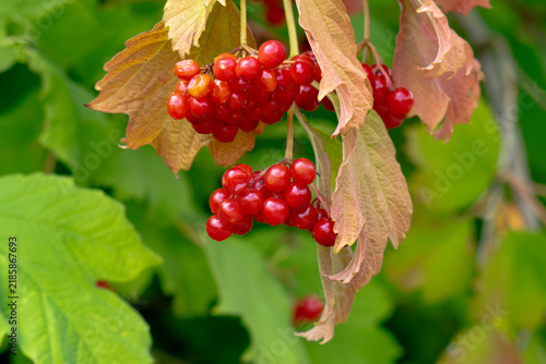 Foto red clusters of viburnum berries