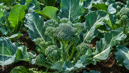 Green Broccoli Plant Growing In Agricultural Field