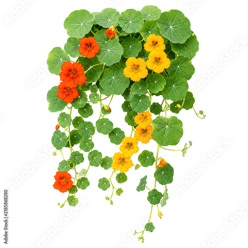 Hanging cluster of orange and yellow nasturtium flowers with round green leaves isolated on white background