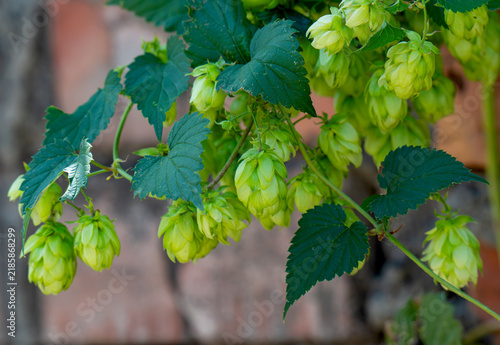 Quadro su tela growing hop vines in summer