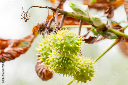 Obraz na płótnie spiky chestnuts