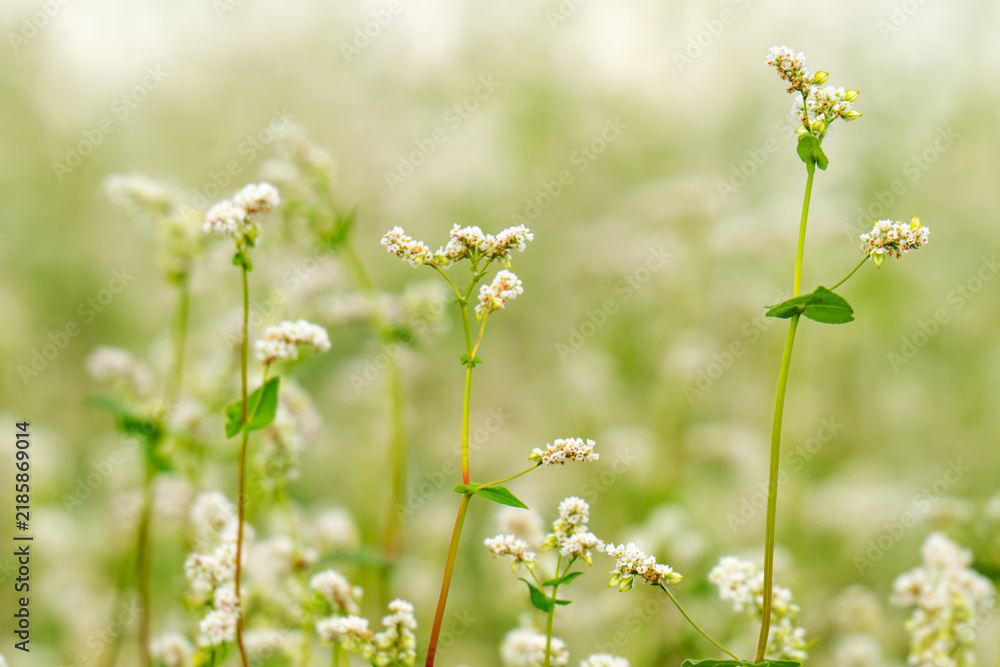 Obraz premium Close-up of a blooming buckwheat field
