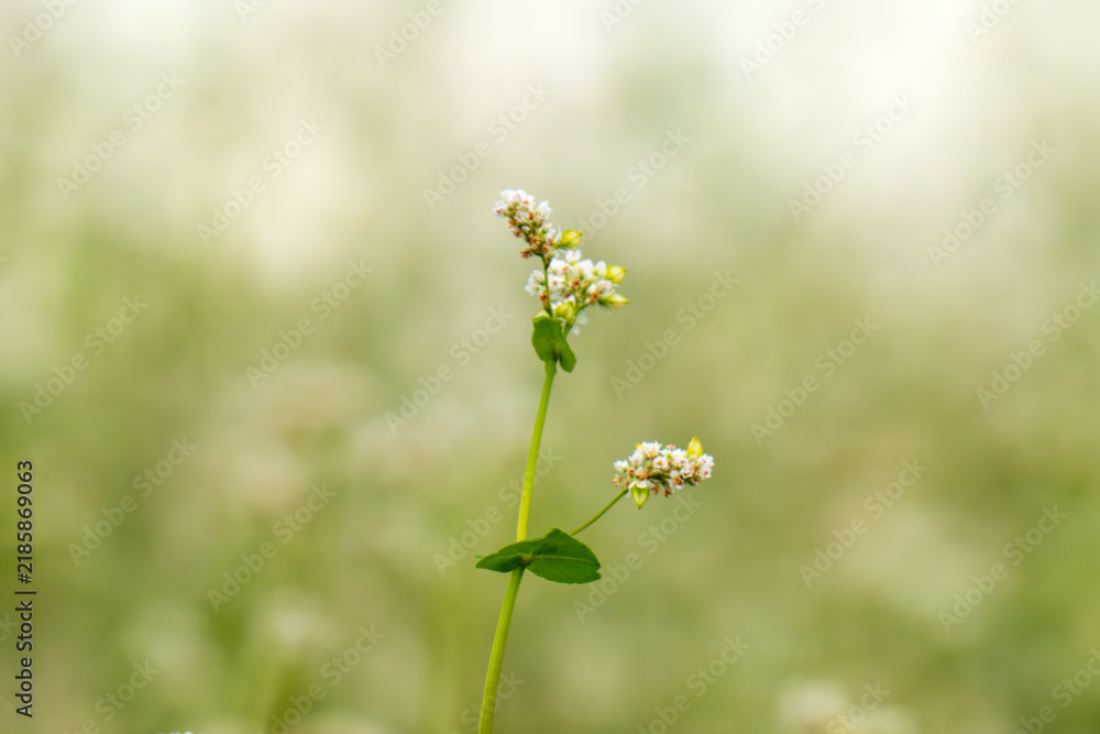 Obraz premium Close-up of a blooming buckwheat field